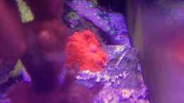 aquarium-von-lukas23-candy-nano_Discosoma roter als rot...