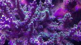 Aquarium einrichten mit Acropora dendrum