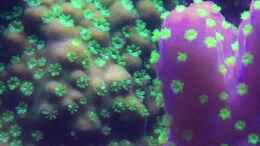 Aquarium einrichten mit Makroaufnahme Acropora Gemmifera und Tricolor