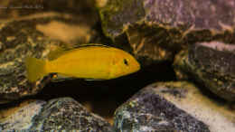 aquarium-von-sergio10-the-rock_ Labidochromis caerleus Yellow