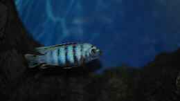 Aquarium einrichten mit Pseudotropheus saulosi Männchen 