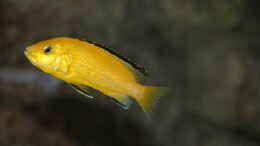 aquarium-von-sebastian-o--575-liter-malawibecken_Labidochromis caeruleus Weibchen
