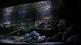 aquarium-von-sebastian-o--575-liter-malawibecken_von rechts