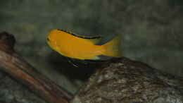 aquarium-von-sebastian-o--575-liter-malawibecken_Labidochromis caeruleus Männchen