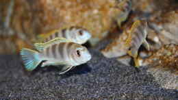aquarium-von-sebastian-o--575-liter-malawibecken_Labidochromis perlmutt Männchen mit 3 seiner 4 Damen