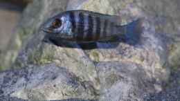 aquarium-von-sebastian-o--575-liter-malawibecken_Placidochromis sp. phenochilus tanzania lupingo Weibchen