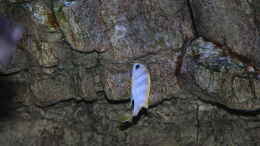 aquarium-von-sebastian-o--575-liter-malawibecken_Labidochromis perlmutt Männchen