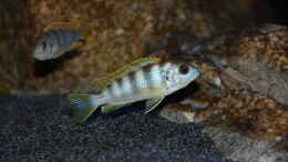 aquarium-von-sebastian-o--575-liter-malawibecken_Labidochromis perlmutt Weibchen
