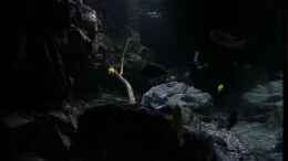 aquarium-von-sebastian-o--575-liter-malawibecken_duch die Seitenscheibe