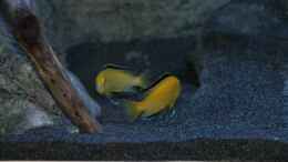 Aquarium einrichten mit Labidochromis caeruleus Weibchen beim rumzicken