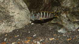 Aquarium einrichten mit Labidochromis perlmutt Weibchen