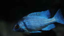 Aquarium einrichten mit Placidochromis sp. phenochilus tanzania lupingu