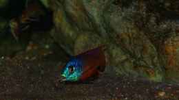 aquarium-von-sebastian-o--575-liter-malawibecken_Protomelas taeniolatus namalenje Männchen