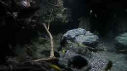 aquarium-von-sebastian-o--575-liter-malawibecken_duch die Seitenscheibe