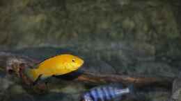 aquarium-von-sebastian-o--575-liter-malawibecken_Labidochromis caeruleus Weibchen und Placidochromis sp. phe