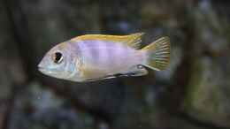 aquarium-von-sebastian-o--575-liter-malawibecken_Labidochromis perlmutt Männchen