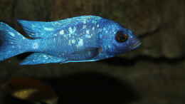 Foto mit Placidochromis sp. phenochilus tanzania lupingu Männchen