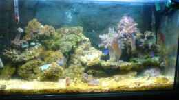 aquarium-von-jens-walsleben-becken-2814_Mein Nano-Becken