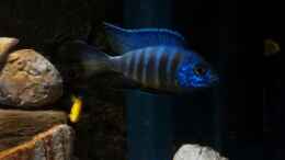 aquarium-von-paul8-becken-28171_Aulonocara-Männchen ausgefärbt