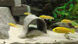 aquarium-von-paul8-becken-28171_kleine & großer Yellow mit Aulonocara Weibchen