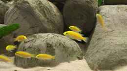 aquarium-von-paul8-becken-28171_Nachwuchs-Yellows