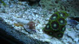 aquarium-von-hej-kompisar-becken-28227_Parazoanthus-Krustenanemone