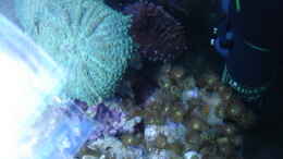 aquarium-von-hej-kompisar-becken-28227_Parazoanthus spec. gelb Gelbe Krustenanemone