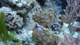 aquarium-von-hej-kompisar-becken-28227_Parazoanthus- Krustenanemone