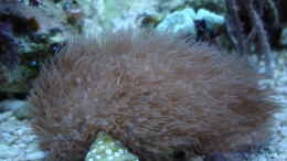 aquarium-von-hej-kompisar-becken-28227_Erythropodium caribaeorum - Affenhaar