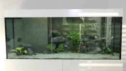 aquarium-von-lemans-jalo-reef_1.Becken