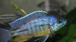 aquarium-von-lemans-jalo-reef_Protomelas Spilonotius tansania