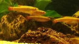 aquarium-von-wensday-gesellschaftsaquaterra_Kardinalfische