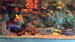aquarium-von-thomas-u--gabriele-p--malawi-african-sea-or-der-muehe-lohn_