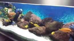 aquarium-von-thomas-u--gabriele-p--malawi-african-sea-or-der-muehe-lohn_beim Gebrauchtkauf..Lavagestein..es hatten sich Fische an de