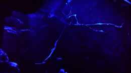 aquarium-von-thomas-u--gabriele-p--malawi-african-sea-or-der-muehe-lohn_Nachtbeleuchtung: blaues Mondlicht