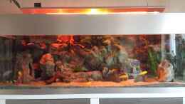 aquarium-von-thomas-u--gabriele-p--malawi-african-sea-or-der-muehe-lohn_Morgens beim Sonnenaufgang, T5 Röhren mit Farbfolien rot/ge