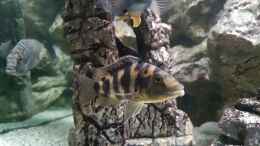 aquarium-von-thomas-u--gabriele-p--malawi-african-sea-or-der-muehe-lohn_Placidochromis Milomo red weibchen