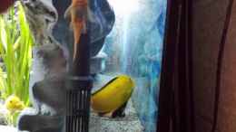 aquarium-von-thomas-u--gabriele-p--malawi-african-sea-or-der-muehe-lohn_hinterschwimmbare Rückwand die 2.