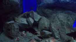 aquarium-von-pierre-mein-kleiner-see_Altolamprologus Calvus,Ophthalmotilapia ventralis kambwimba.