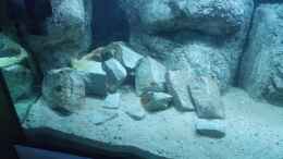 aquarium-von-pierre-mein-kleiner-see_Die ersten Steine