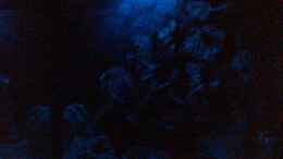 aquarium-von-michael-grube-becken-2839_Mondlicht