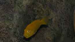 aquarium-von-tom-mbunaaquarium-672-liter_Labidochromis caeruleus Weibchen mit Nachwuchs im Maul