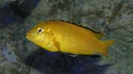 aquarium-von-tom-mbunaaquarium-672-liter_Labidochromis caeruleus Männchen