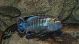 aquarium-von-tom-mbunaaquarium-672-liter_Pseudotropheus msobo Magunga Männchen