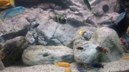 aquarium-von-tom-mbunaaquarium-672-liter_Rockzolid Riverstones rechts