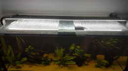 aquarium-von-johannes-l--diskus-rift_LED-Leuchte mit Bogenkonstruktion