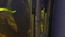 aquarium-von-johannes-l--diskus-rift_Heizstab+Filtereinlauf+pH Elektrode