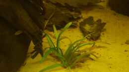 Aquarium einrichten mit Sagittaria subulata 2