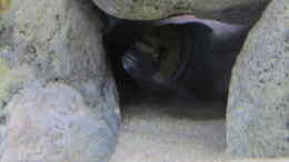 aquarium-von-hoernchen-neue-malawipfuetze_Cynotilapia afra cobue in seiner Höhle