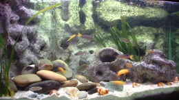 aquarium-von-ralf-romer-becken-285_